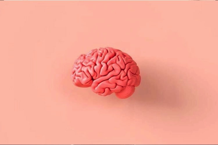 Cerveau